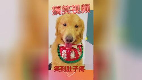 搞笑狗熊叫视频,笑料横生！搞笑狗熊叫视频集锦